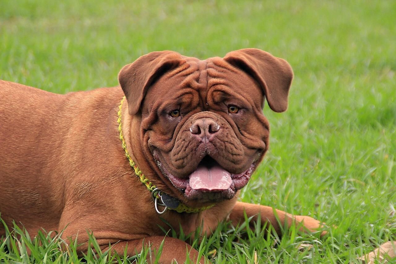 #8. Mastiff (tie)